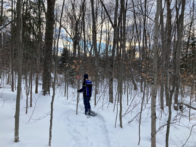 Winter woods and snowshoe tracks along a snow-covered cedar river bottom in Michigan