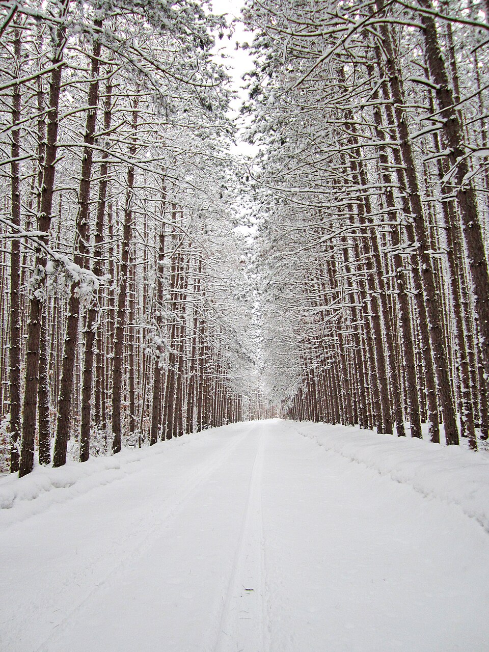 Winter snow blanketed forest corridor in Huron-Manistee National Forest near Pine River and Caberfae