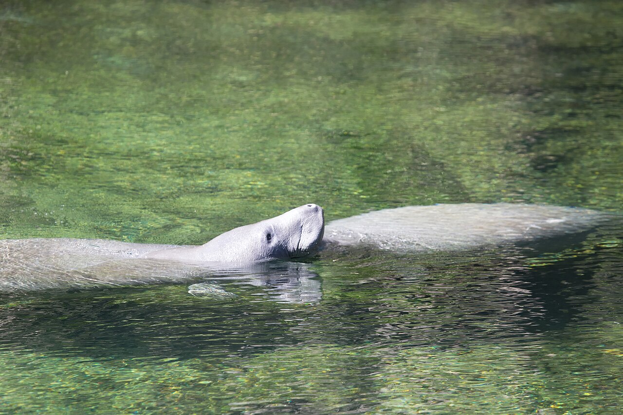 Dozens of Florida manatees resting together in the transparent turquoise spring water at Blue Spring State Park