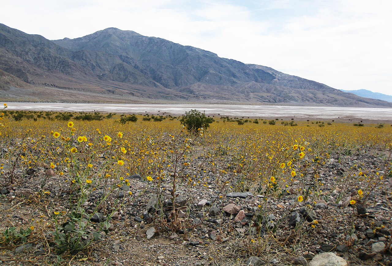 A sweeping field of yellow Desert Gold flowers blooming across the desert floor with the salt flats and mountains of Death Valley beyond
