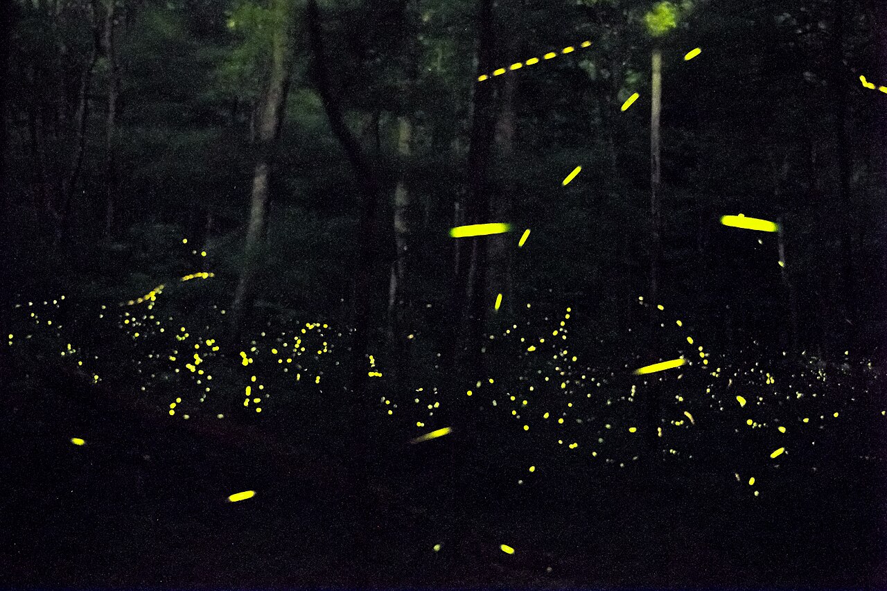 A dense hardwood forest in the Great Smoky Mountains illuminated by the bioluminescent flashes of synchronous fireflies