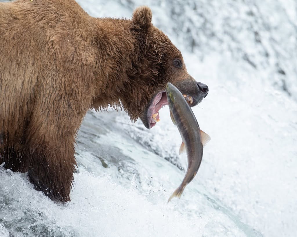 A large coastal brown bear standing atop Brooks Falls with jaws open capturing a migrating red sockeye salmon leaping upstream