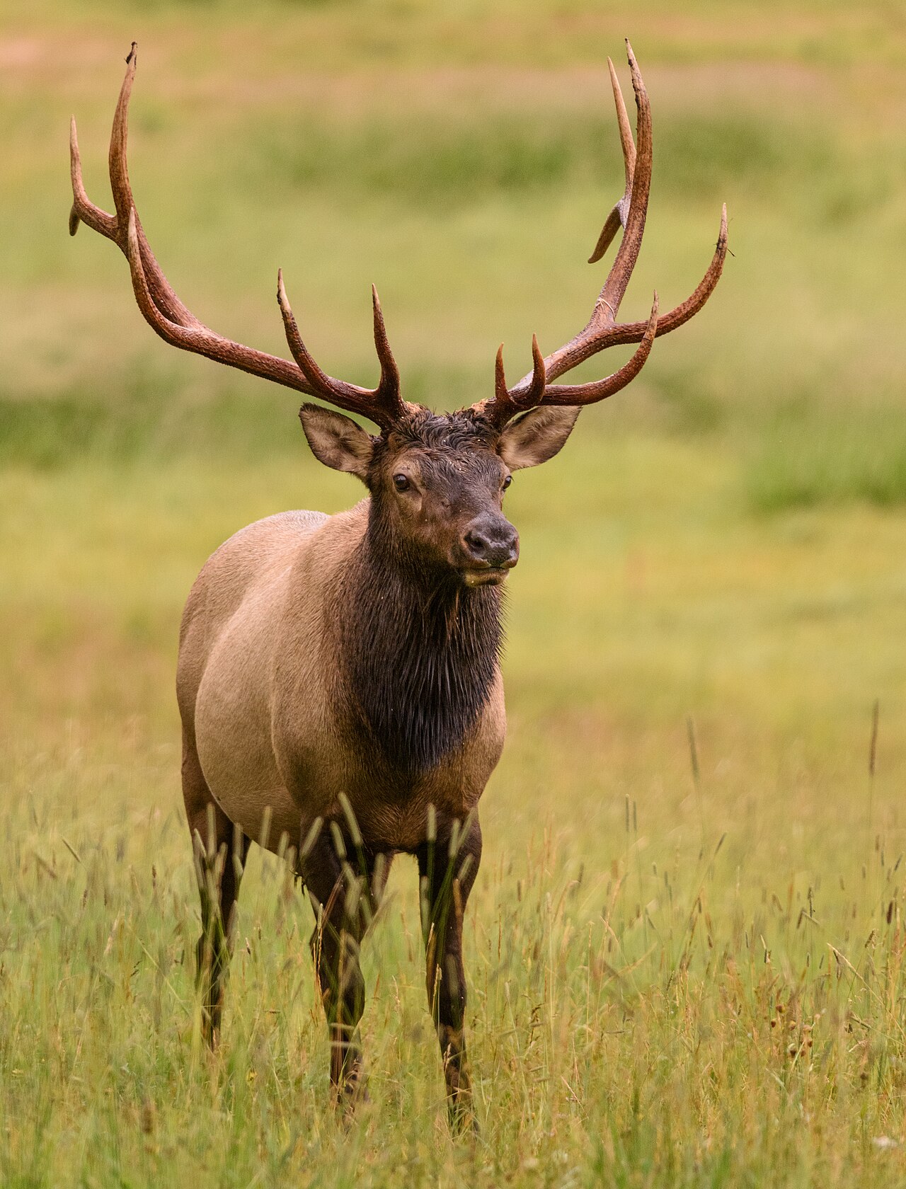 A majestic bull elk with large antlers bugling in an alpine meadow with Rocky Mountain peaks in the background