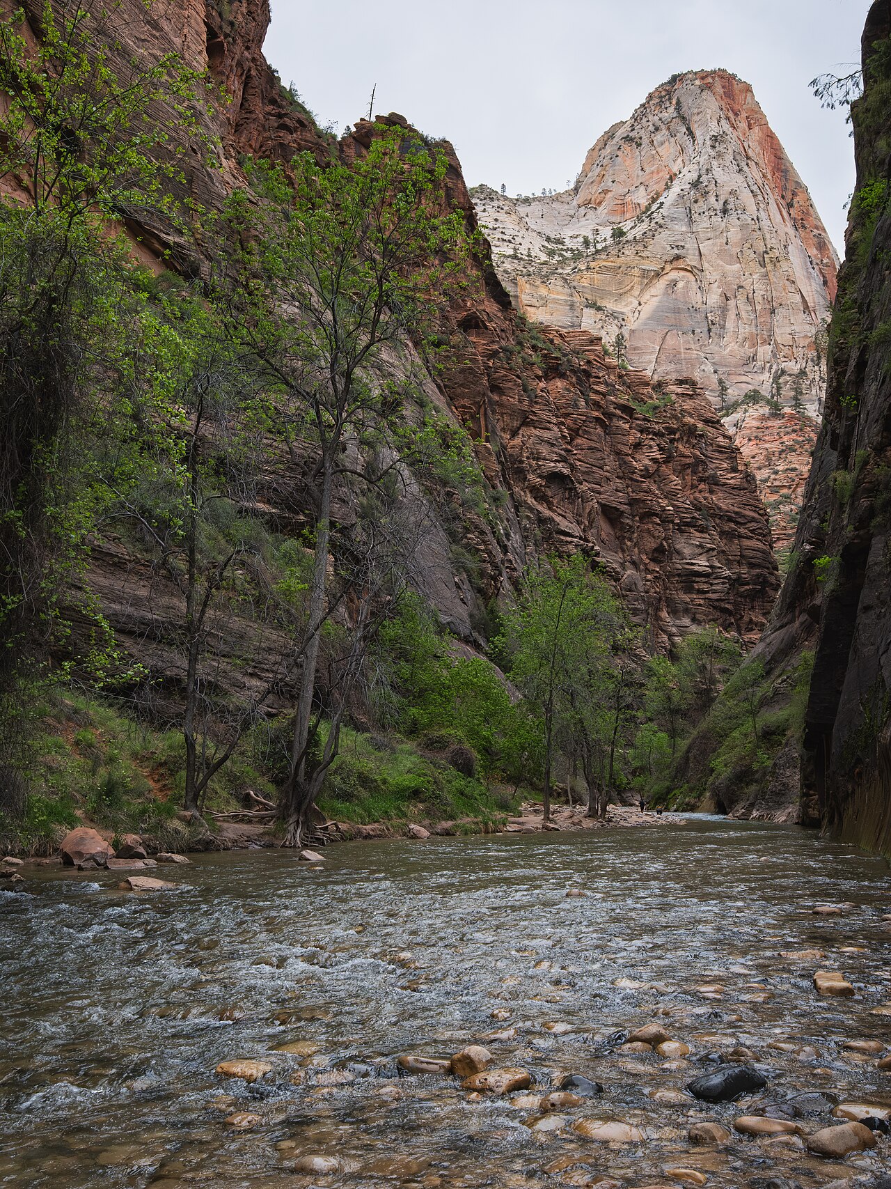 Hikers wading through the shallow Virgin River between towering sheer Navajo sandstone cliffs in The Narrows, Zion National Park